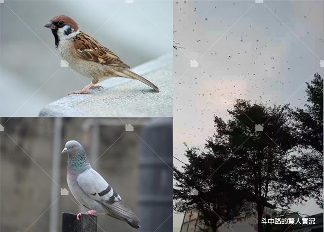 麻雀、鴿子是台灣常見的鳥害( 斗中路實況引用自http://news.ltn.com.tw/news/life/breakingnews/2297713) 麻雀、鴿子是台灣常見的鳥害( 斗中路實況引用自http://news.ltn.com.tw/news/life/breakingnews/2297713)