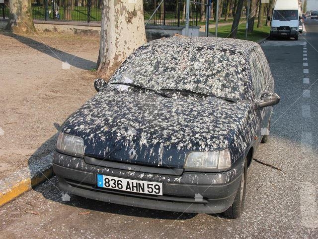 遭鳥糞侵襲的汽車!(本圖引用自https://carbuzz.com/news/best-parking-spots-for-me-to-poop-on) 遭鳥糞侵襲的汽車!(本圖引用自https://carbuzz.com/news/best-parking-spots-for-me-to-poop-on)