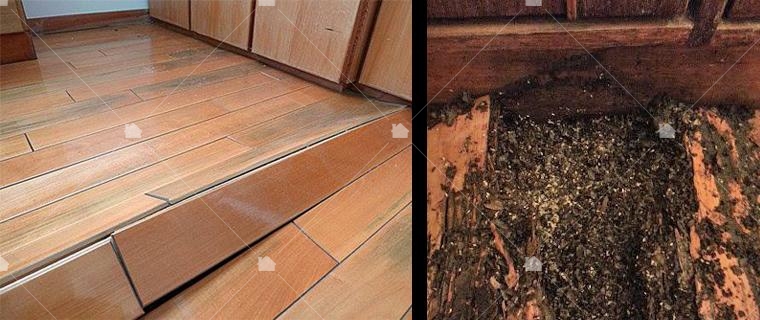 地板翹起的原因是因為白蟻進駐 地板翹起的原因是因為白蟻進駐