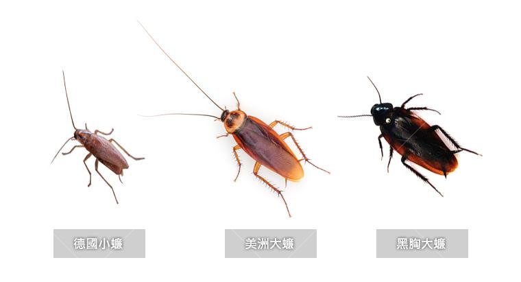 德國小蠊、美洲大蠊、黑胸大蠊。 德國小蠊、美洲大蠊、黑胸大蠊。