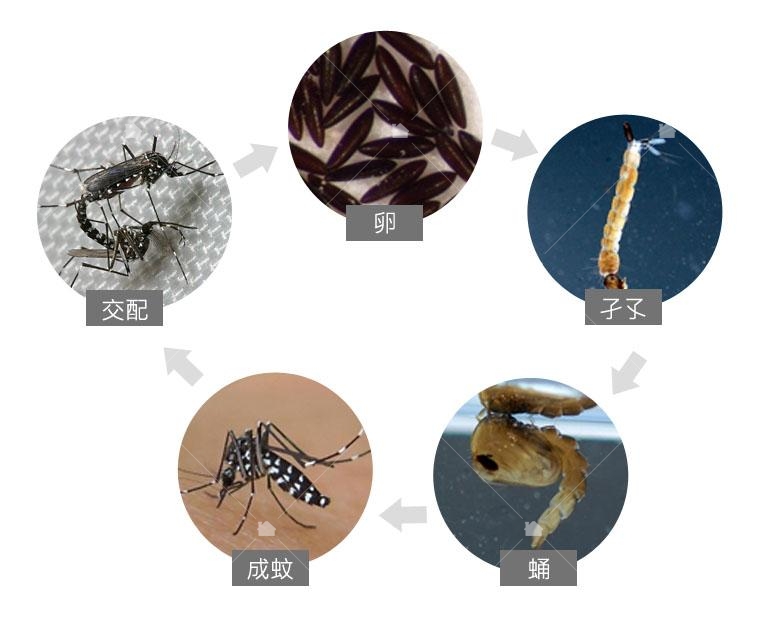 蚊子的生命週期,本圖引用自以下網頁再製。 蚊子的生命週期,本圖引用自以下網頁再製。