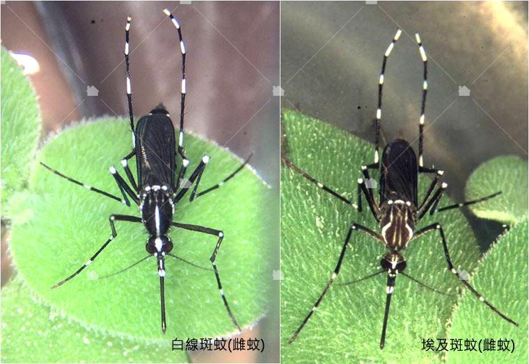 埃及斑蚊與白線斑蚊的比較,本圖引用自臺東縣衛生局全球資訊網。 埃及斑蚊與白線斑蚊的比較,本圖引用自臺東縣衛生局全球資訊網。