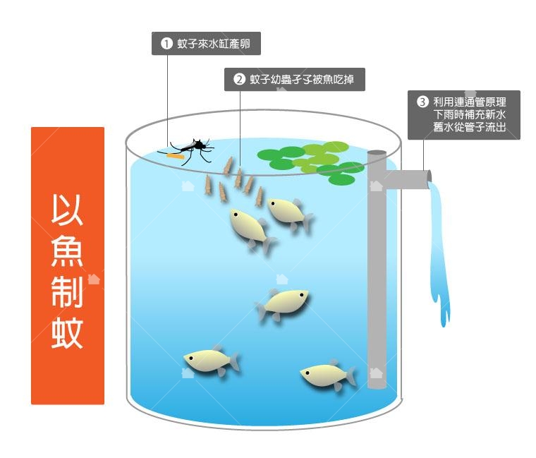 三富農場自製的「生態誘蚊魚缸」魚兒會吃掉孑孓,平常也不太需要花時間照顧。 三富農場自製的「生態誘蚊魚缸」魚兒會吃掉孑孓,平常也不太需要花時間照顧。