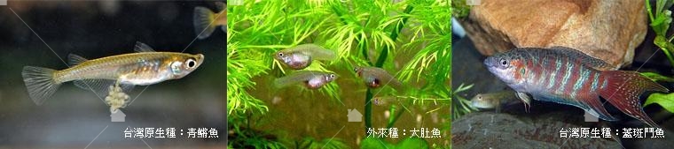 想要以魚制蚊須注意水缸中的「魚種」是否是會吃孑孓的品種,常使用的魚種有:青鱂魚、孔雀魚、蓋斑鬥魚、大肚魚。本圖片引用自以下再製。 想要以魚制蚊須注意水缸中的「魚種」是否是會吃孑孓的品種,常使用的魚種有:青鱂魚、孔雀魚、蓋斑鬥魚、大肚魚。本圖片引用自以下再製。