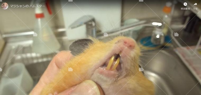 老鼠的牙齒會不斷長長,圖中為一隻寵物鼠的牙齒,本圖引用自https://www.youtube.com/watch?time_continue=366&v=dtvnvHvN_vI 老鼠的牙齒會不斷長長,圖中為一隻寵物鼠的牙齒,本圖引用自https://www.youtube.com/watch?time_continue=366&v=dtvnvHvN_vI