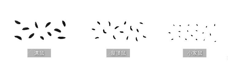 不同鼠種糞便大小也不同,本圖引用自https://www.fehd.gov.hk/sc_chi/pestcontrol/pestnewsletter200603.html再製 不同鼠種糞便大小也不同,本圖引用自https://www.fehd.gov.hk/sc_chi/pestcontrol/pestnewsletter200603.html再製