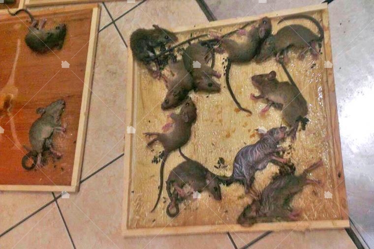 黏鼠板的特性就在於,越是掙扎就黏得越緊。藝太消毒捕鼠成果。 黏鼠板的特性就在於,越是掙扎就黏得越緊。藝太消毒捕鼠成果。