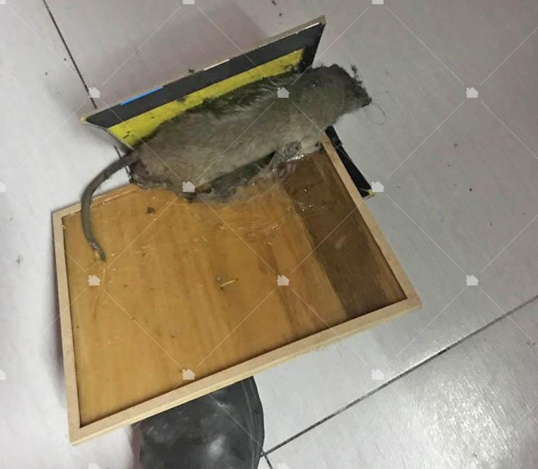 體型大的鼠種也適用年鼠板。藝太消毒捕鼠成果。 體型大的鼠種也適用年鼠板。藝太消毒捕鼠成果。