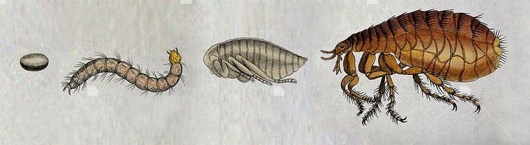 跳蚤的生長週期,本圖引用自: https://commons.wikimedia.org/wiki/File:A_dog_flea_(Ctenocephalides_canis);_adult,_pupa,_egg_and_lar_Wellcome_V0022501EL.jpg 跳蚤的生長週期,本圖引用自: https://commons.wikimedia.org/wiki/File:A_dog_flea_(Ctenocephalides_canis);_adult,_pupa,_egg_and_lar_Wellcome_V0022501EL.jpg