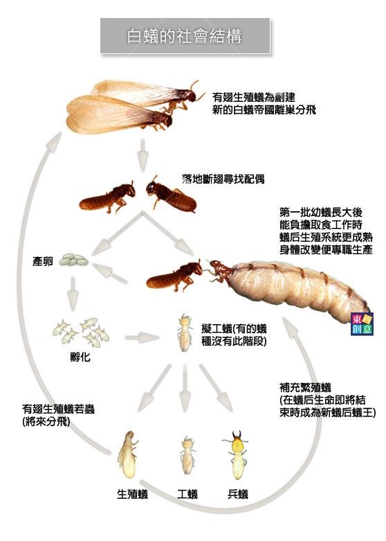 白蟻的社會結構 白蟻的社會結構