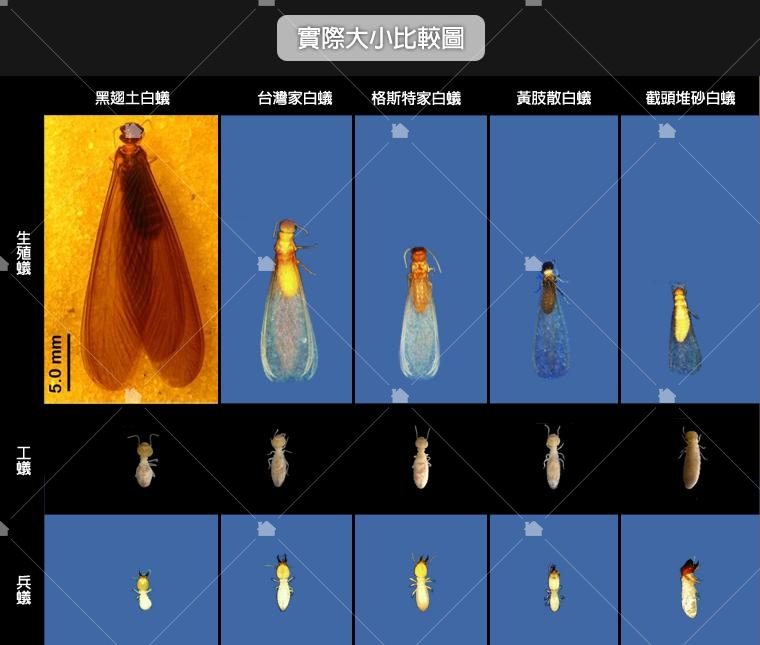 不同種類白蟻大小比例表,圖片引用臺灣物種名錄李後鋒拍攝之圖片再製。 不同種類白蟻大小比例表,圖片引用臺灣物種名錄李後鋒拍攝之圖片再製。