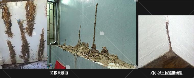 異種白蟻有不同的蟻道(藝太消毒提供) 異種白蟻有不同的蟻道(藝太消毒提供)