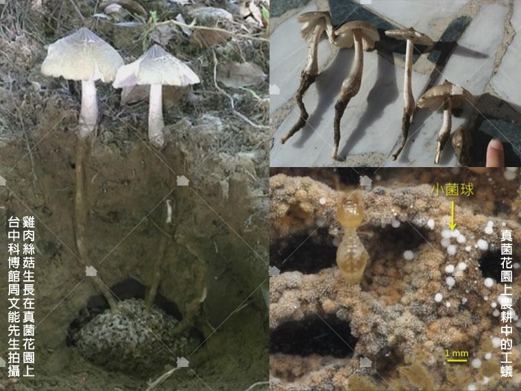 本圖截取引用自中央研究院朱宇敏研究員的影片,如果你想了解黑翅土白蟻怎麼種菇菇,可以看詳細的解說,只能說太神奇了! 本圖截取引用自中央研究院朱宇敏研究員的影片,如果你想了解黑翅土白蟻怎麼種菇菇,可以看詳細的解說,只能說太神奇了!