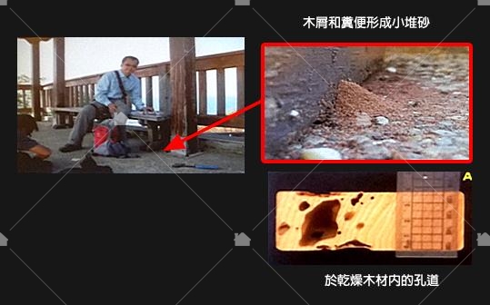 截頭堆砂白蟻將小砂堆堆在被害物外面(藝太消毒提供) 截頭堆砂白蟻將小砂堆堆在被害物外面(藝太消毒提供)