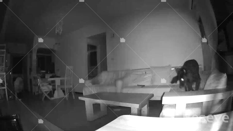 半夜家中客廳全暗的狀態下拍攝畫面依然清晰,可以看到小編家的黑狗起來活動的身影。 半夜家中客廳全暗的狀態下拍攝畫面依然清晰,可以看到小編家的黑狗起來活動的身影。
